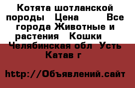 Котята шотланской породы › Цена ­ 40 - Все города Животные и растения » Кошки   . Челябинская обл.,Усть-Катав г.